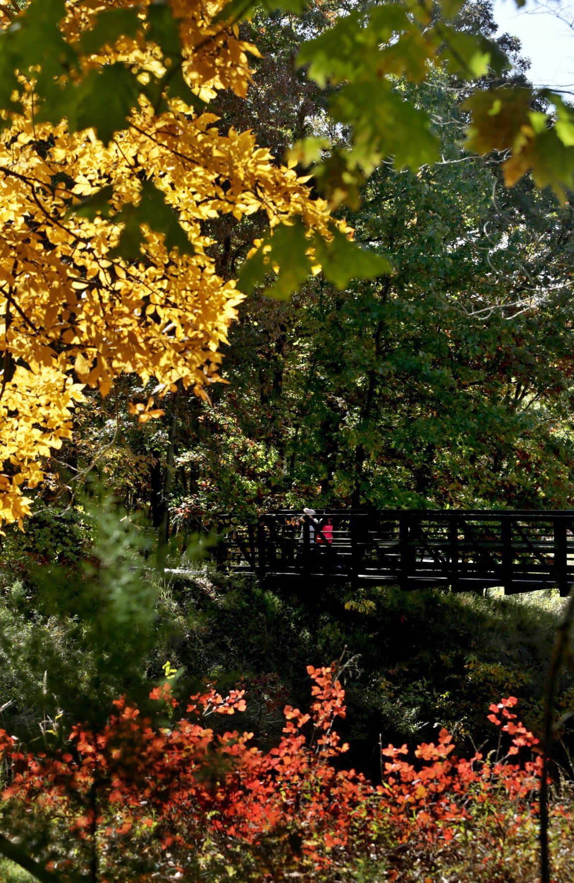 Fall color in Powder Valley Conservation Nature Center